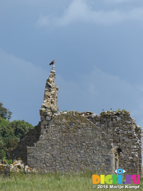 FZ030659 Buzzard on ruined house